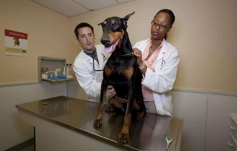 Blasenentzündung Hund » Was kann ich tun ? Welche Symtome gibt es
